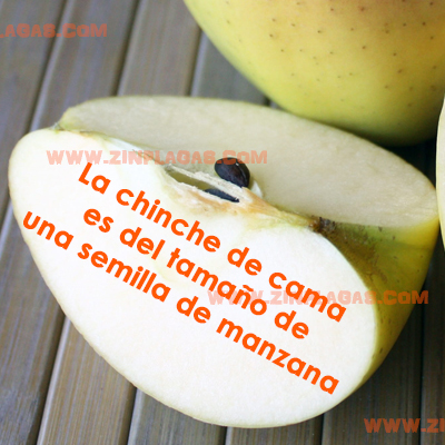 la chinche de cama es del tamaño de una semilla de manzana